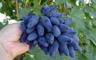 Виноград Викинг: описание сорта, выращивание, отзывы садоводов