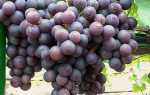 Виноград Багира: описание сорта, фото, отзывы садоводов