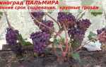 Виноград Пальмира: описание сорта, фото, видео, отзывы