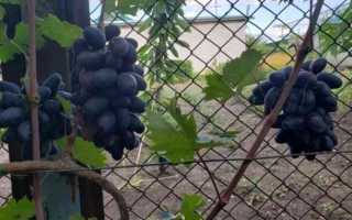 Виноград Перцовый Черный: описание сорта, посадка, уход, отзывы садоводов