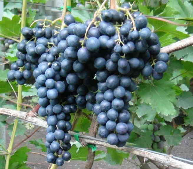Виноград Первенец Амура: описание сорта, правила выращивания, отзывысадоводов