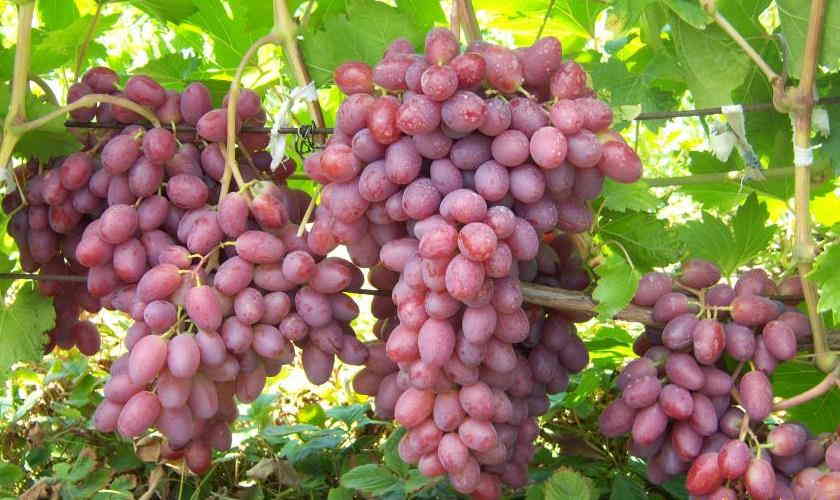 Виноград Зоренька: описание сорта, выращивание, фото, видео, отзывы