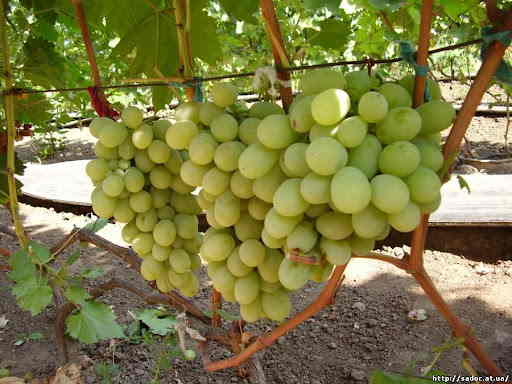 Сроки созревания ягод винограда Божий Дар