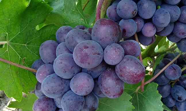 Виноград Подарок Несветая: описание и правила выращивания сорта