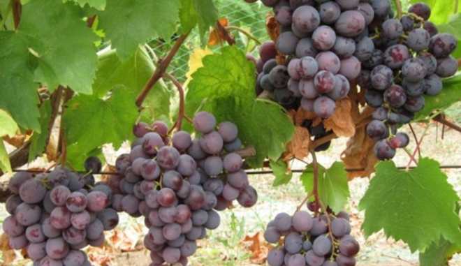 Характеристики сорта винограда Сашенька