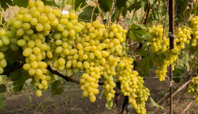 Виноград Самородок описание характеристики выращивание отзывы - фото и советы