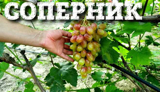 Виноград Соперник: описание и правила выращивания сорта