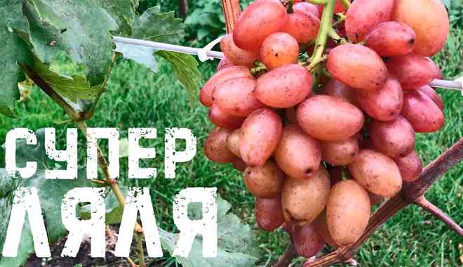 Виноград Ляна: описание, характеристики, уход и выращивание, фото, отзывы